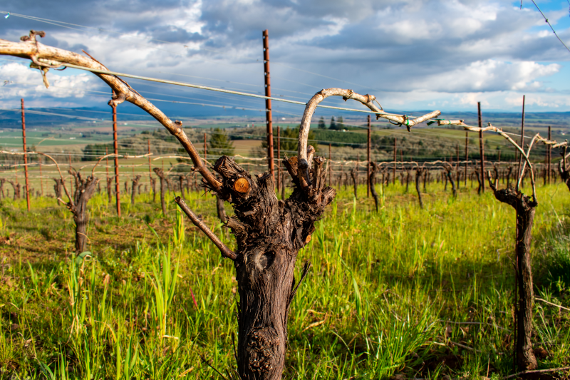 A closeup of a pruned trunk of a grape vine with rows and grass behind it, and the wire trellis with vine branches.